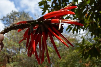 Erythrina berteroana, photographed by Neptalí Ramírez Marcial