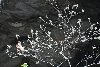Robinsonella brevituba, photographed by Neptalí Ramírez Marcial