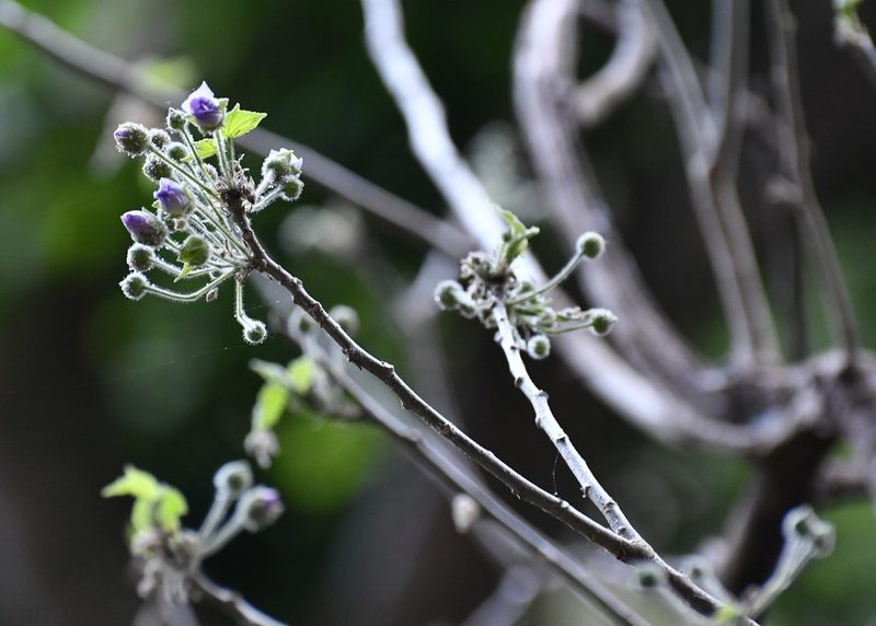 Robinsonella brevituba, photographed by Neptalí Ramírez Marcial