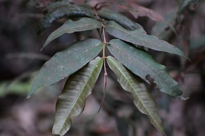 Myrcia bartlettii, photographed by Neptalí Ramírez Marcial