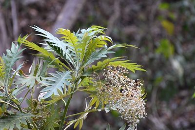 Bocconia arborea, photographed by Neptalí Ramírez Marcial