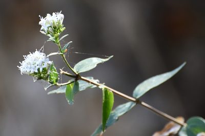 Bouvardia quinquenervata, photographed by Neptalí Ramírez Marcial