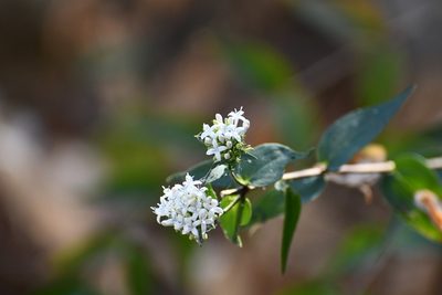 Bouvardia quinquenervata, photographed by Neptalí Ramírez Marcial