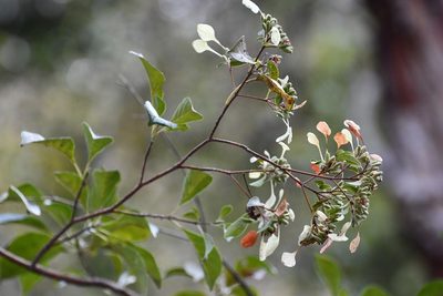 Calycophyllum candidissimum, photographed by Neptalí Ramírez Marcial