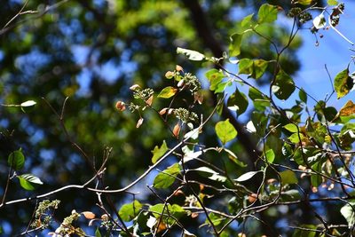 Calycophyllum candidissimum, photographed by Neptalí Ramírez Marcial