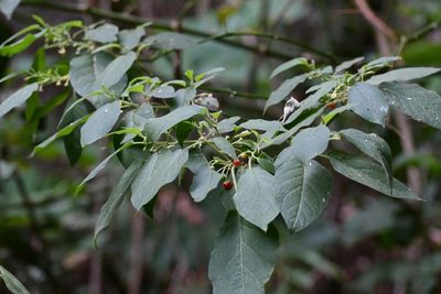 Witheringia meiantha, photographed by Neptalí Ramírez Marcial