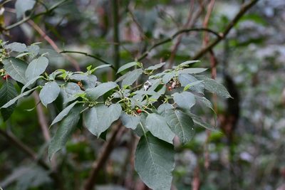 Witheringia meiantha, photographed by Neptalí Ramírez Marcial
