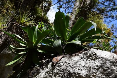 Agave warelliana, photographed by Neptalí Ramírez Marcial
