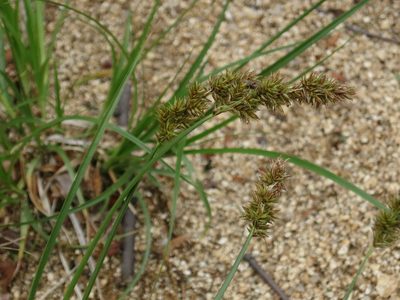Carex laevissima, photographed by Repina Tatyana