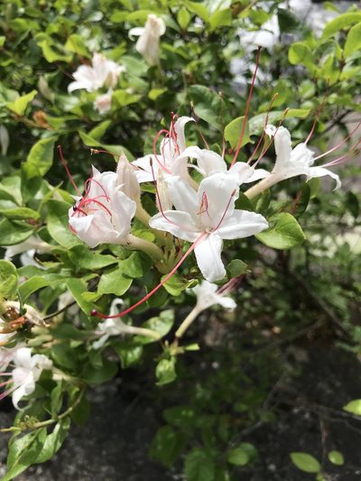 Rhododendron arborescens, photographed by Brandon Wheeler