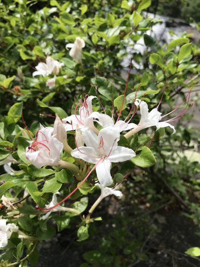 Rhododendron arborescens, photographed by Brandon Wheeler
