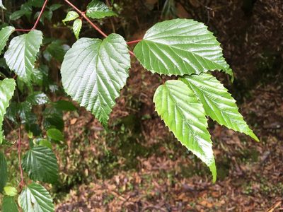 Viburnum betulifolium, photographed by Tatsutomo Chin