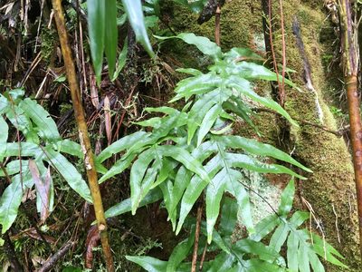 Selliguea quasidivaricata, photographed by Tatsutomo Chin