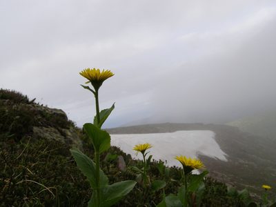 Doronicum altaicum, photographed by Анна