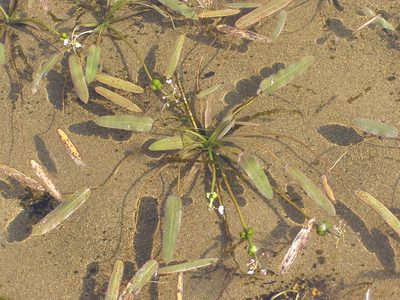 Sagittaria natans, photographed by Анна