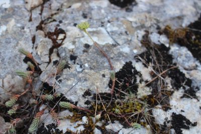 Petrosedum ochroleucum, photographed by Fabien Piednoir