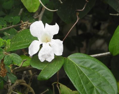 Bignonia aequinoctialis, photographed by Francisco Farriols Sarabia