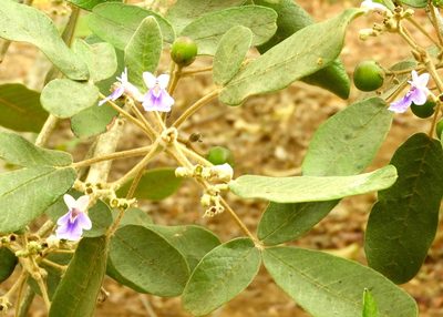 Vitex mollis, photographed by Francisco Farriols Sarabia