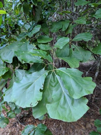 Quercus arkansana, photographed by Michelle W. （鍾偉瑋）