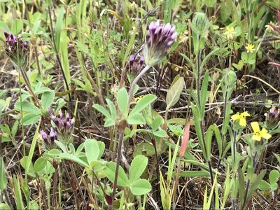 Trifolium dichotomum, photographed by Aaron Liston