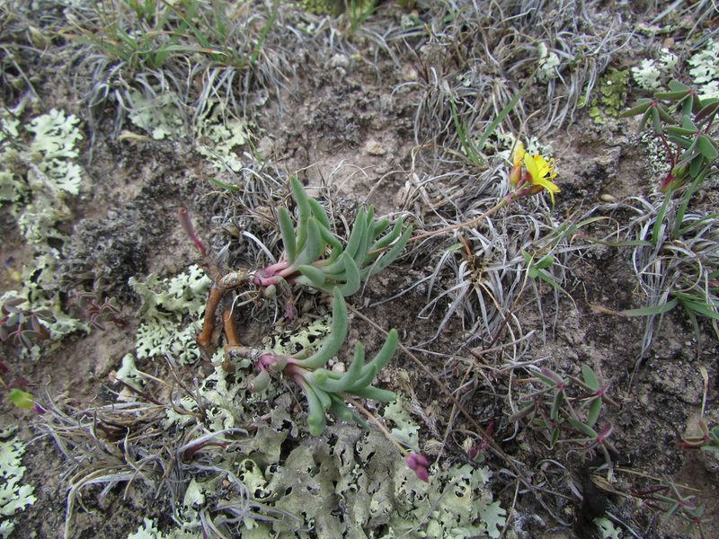 Phemeranthus oligospermus, photographed by Carlos Martorell