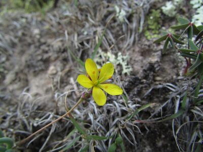 Phemeranthus oligospermus, photographed by Carlos Martorell