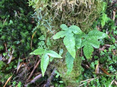 Selliguea quasidivaricata, photographed by Tatsutomo Chin