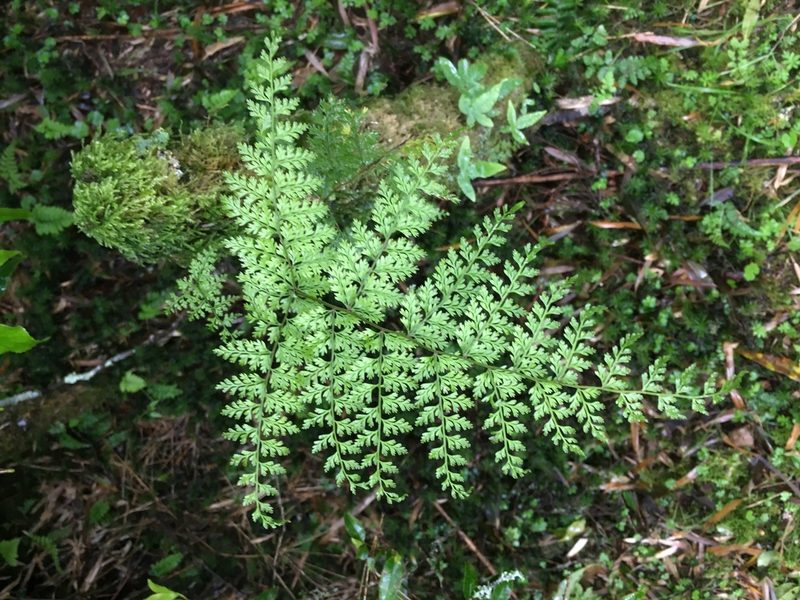 Davallia perdurans, photographed by Tatsutomo Chin
