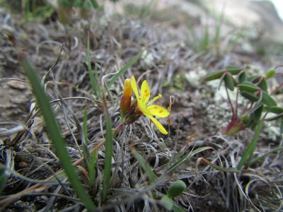 Phemeranthus oligospermus, photographed by Carlos Martorell