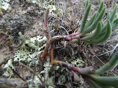 Phemeranthus oligospermus, photographed by Carlos Martorell