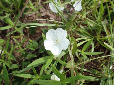 Stylisma humistrata, photographed by John P Friel