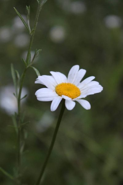 Leucanthemum pallens, photographed by Fabien Piednoir