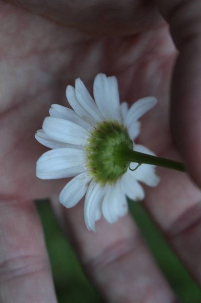 Leucanthemum pallens, photographed by Fabien Piednoir