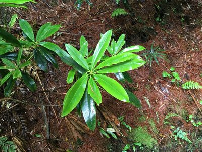Rhododendron formosanum, photographed by Tatsutomo Chin