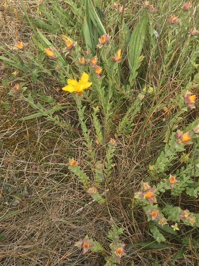 Hypericum olympicum, photographed by Paul Cook