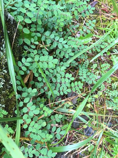 Astragalus nokoensis, photographed by Tatsutomo Chin