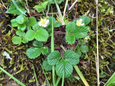 Fragaria hayatae, photographed by Tatsutomo Chin