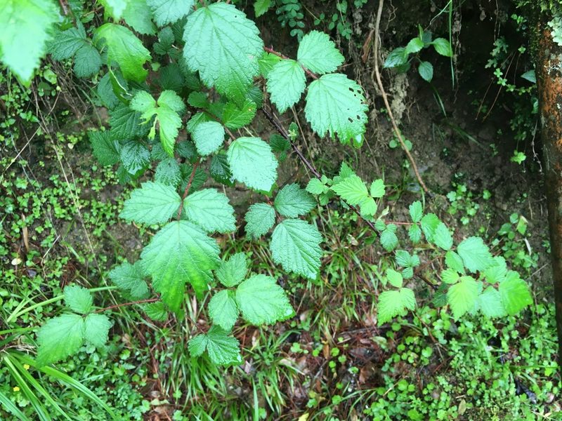 Rubus mesogaeus, photographed by Tatsutomo Chin