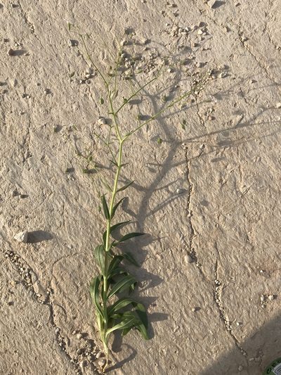 Gypsophila pilosa, photographed by Nasser Halaweh