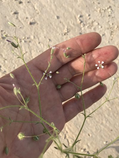 Gypsophila pilosa, photographed by Nasser Halaweh