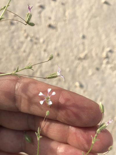 Gypsophila pilosa, photographed by Nasser Halaweh