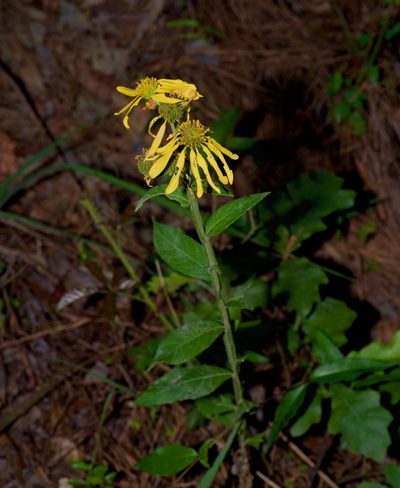 Verbesina helianthoides, photographed by Michelle W. （鍾偉瑋）