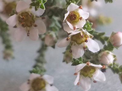Diosma passerinoides, photographed by kevin koen