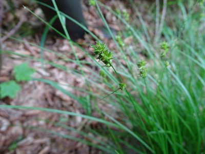 Carex pairae, photographed by Grzegorz Grzejszczak