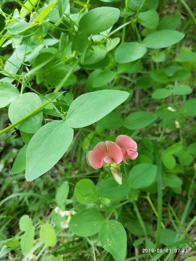 Lathyrus roseus, photographed by Сергей Крыленко