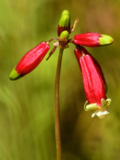 Dichelostemma ida-maia, photographed by tomhilton