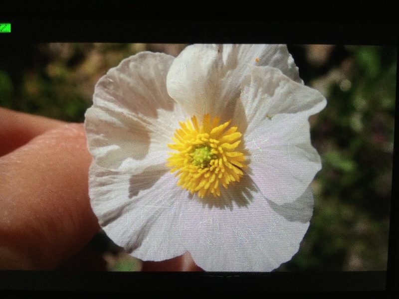 Ranunculus pyrenaeus, photographed by sandravanaalst