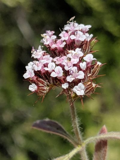 Chorizanthe obovata, photographed by Alex Heyman