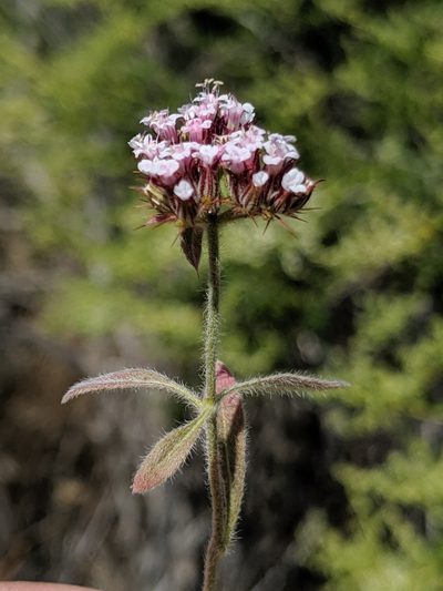 Chorizanthe obovata, photographed by Alex Heyman