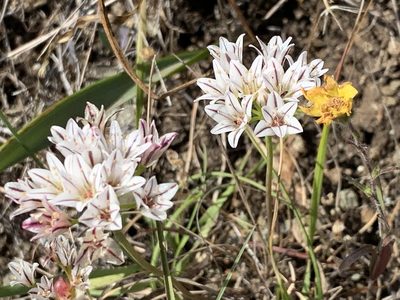 Allium lacunosum, photographed by Leah Gardner